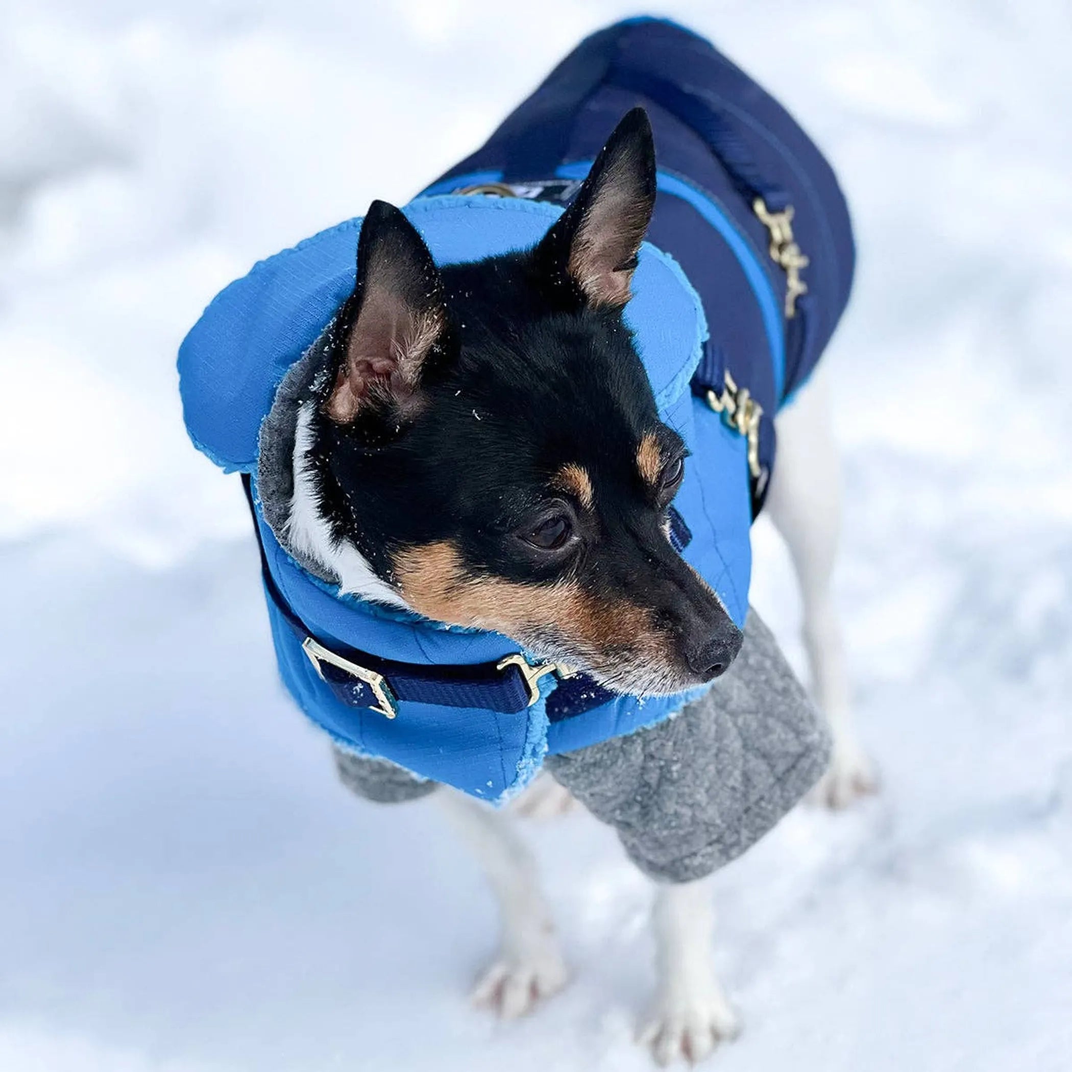 "Clear Blue Sky" Dog Coat – Winter Jacket