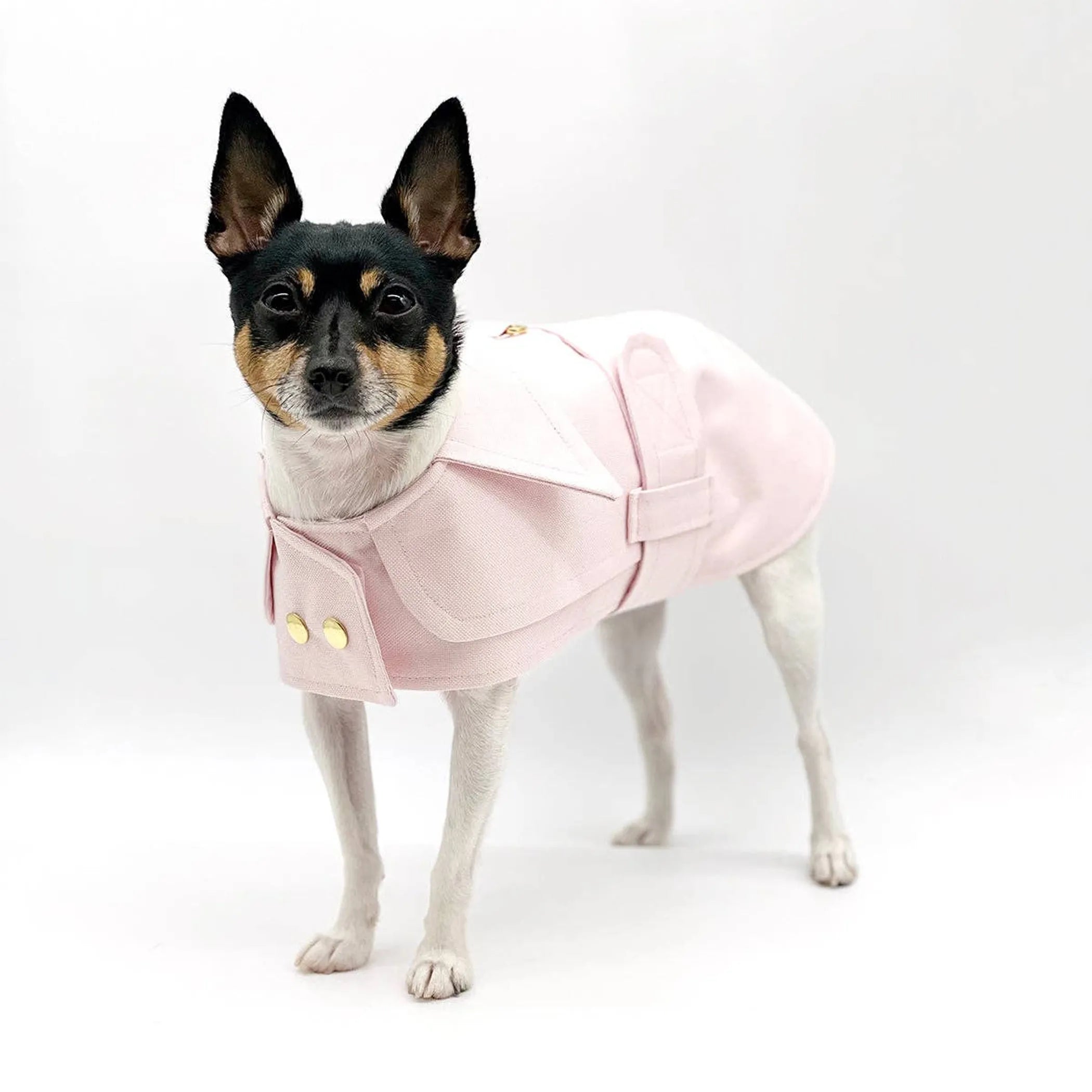 Belted Trench Coat for Dogs – Classic Cotton Canvas Spring Dog Coat