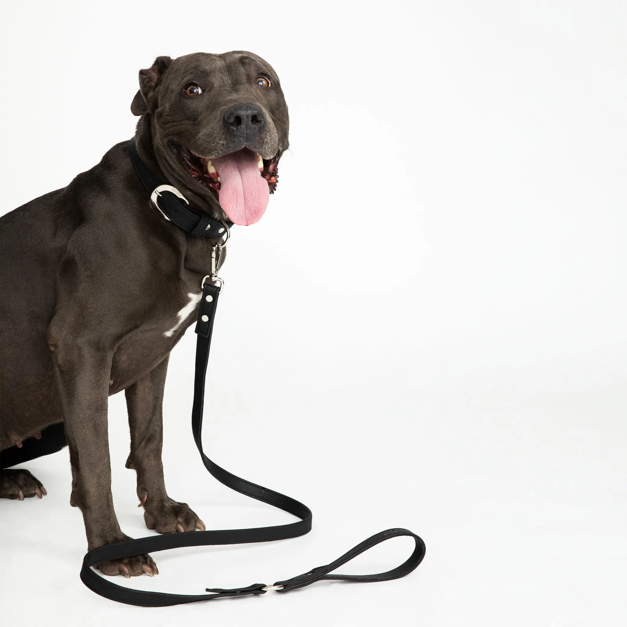 Midnight Black Cork Leather Dog Leash – Handmade Vegan & Sustainable